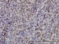 IRF2 Antibody (monoclonal) (M02)